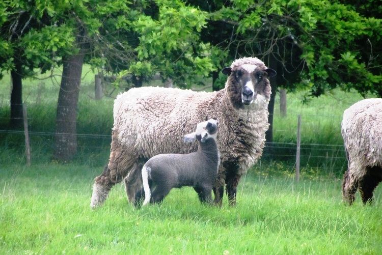 Polwarth (sheep) Wool Tarndie