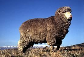 Polwarth (sheep) wwwnzsheepconzuploadsimagesbreedspolwarthp