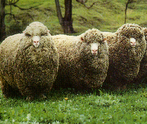 Polwarth (sheep) Breeds of Livestock Polwarth Sheep Breeds of Livestock