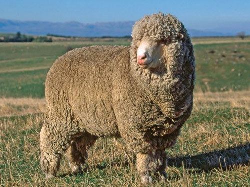 Polwarth (sheep) sheep
