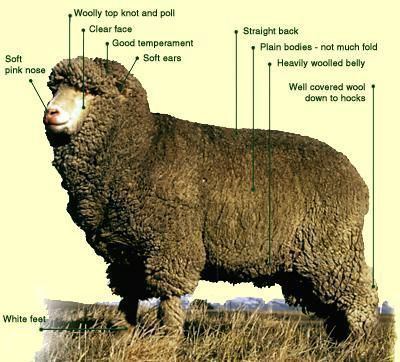 Polwarth (sheep) New Zealand Sheepbreeders39 Association Polwarth