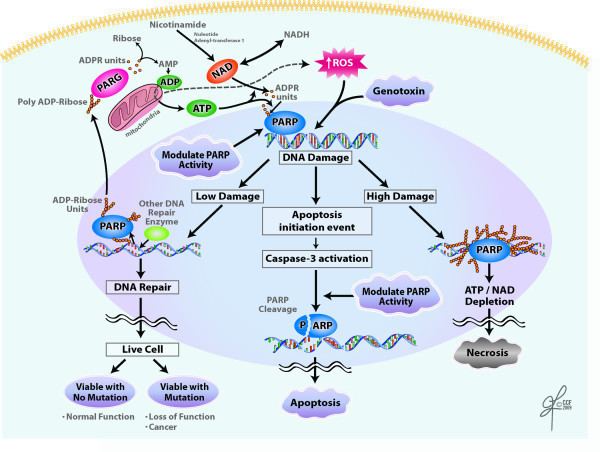 Poly ADP ribose polymerase - Alchetron, the free social encyclopedia