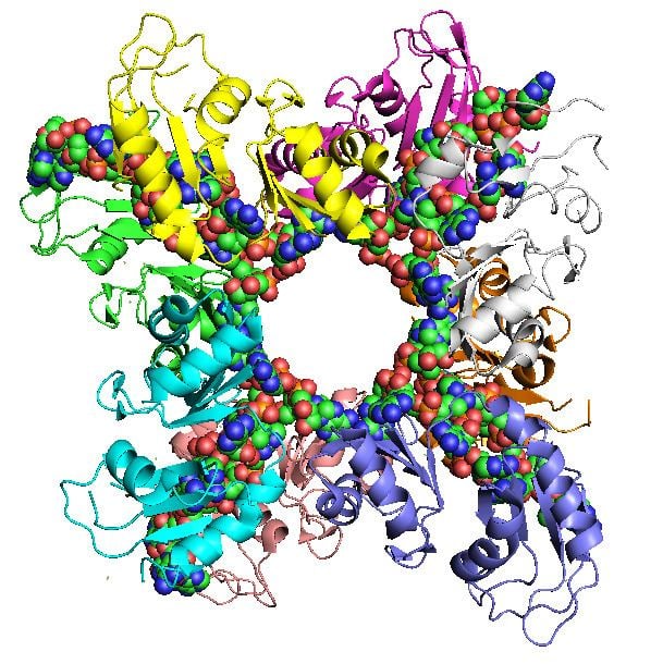 Poly(A)-binding protein