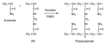 Polyacrylamide Next Biotechnology News eBio World Polyacrylamide Gels