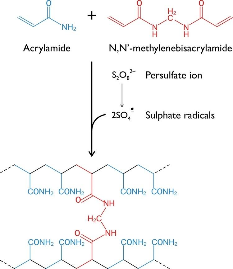 Polyacrylamide 73 Polyacrylamide gel electrophoresis PAGE