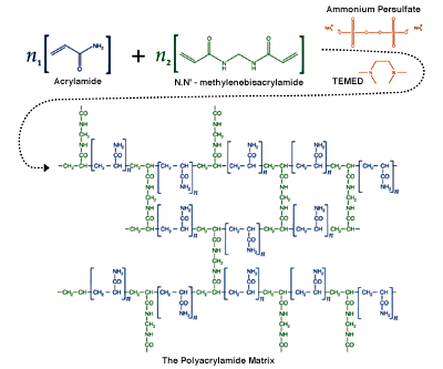 Polyacrylamide The Polyacrylamide Matrix National Diagnostics