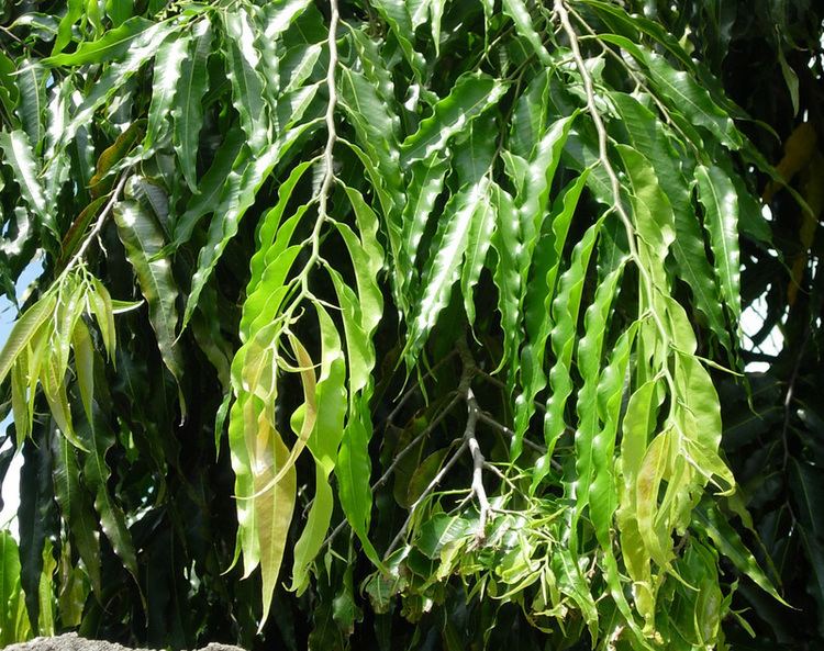 Polyalthia West African Plants A Photo Guide Polyalthia longifolia Sonn