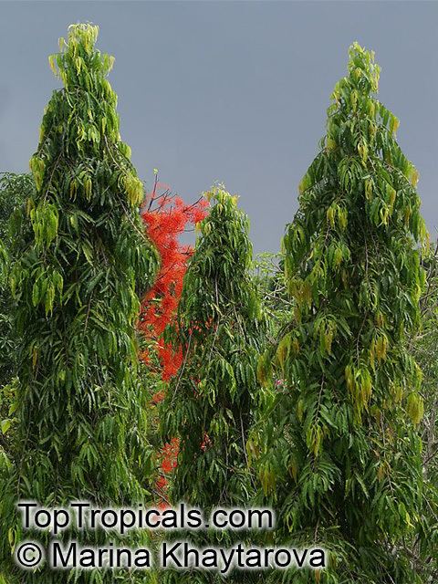 Polyalthia Polyalthia longifolia Telegraph Pole Tree Ashoka Mast Tree