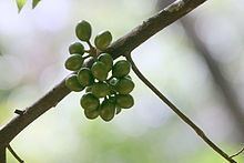 Polyalthia coffeoides httpsuploadwikimediaorgwikipediacommonsthu