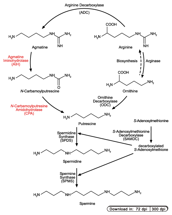 Polyamine Polyamine Biosynthesis
