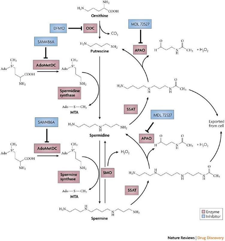 Polyamine Targeting polyamine metabolism and function in cancer and other