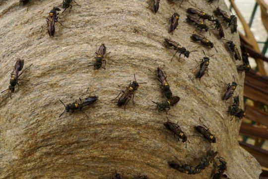 Polybia paulista Brazilian wasp venom kills cancer cells leaving normal intact