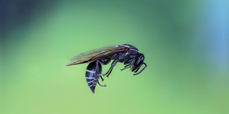 Polybia paulista Brazilian Wasp Sting Could Destroy Cancer Cells Researchers Say