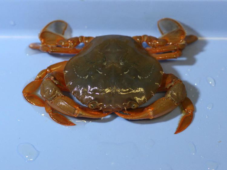 Polybius henslowii Let39s do Some Zoology Henslow39s Swimming Crab Polybius