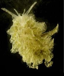 Polybranchia orientalis httpsuploadwikimediaorgwikipediacommonsthu