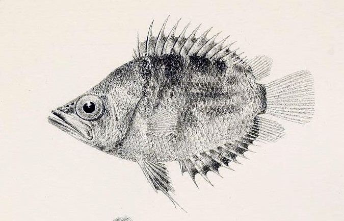 Polycentropsis abbreviata httpsuploadwikimediaorgwikipediacommons44