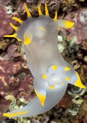 Polycera The Sea Slug Forum Polycera faeroensis
