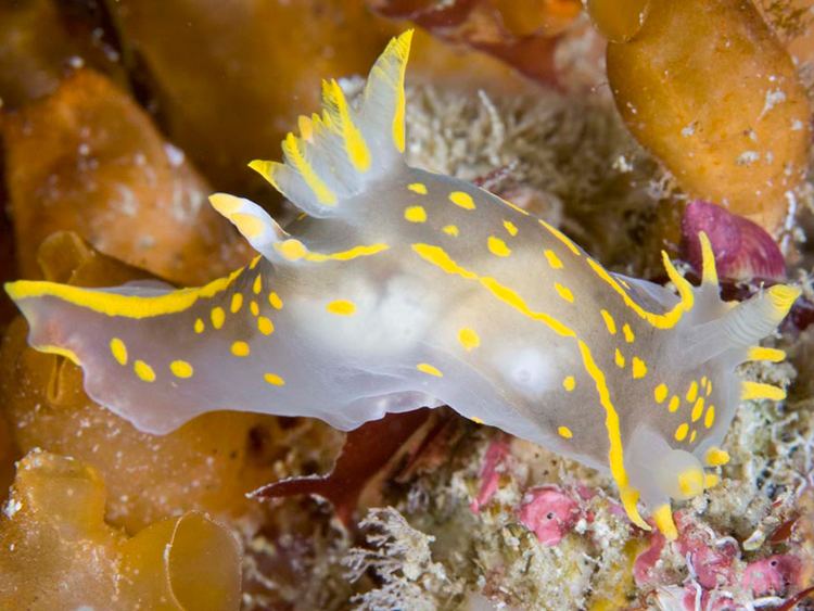 Polycera MarLIN The Marine Life Information Network A sea slug Polycera