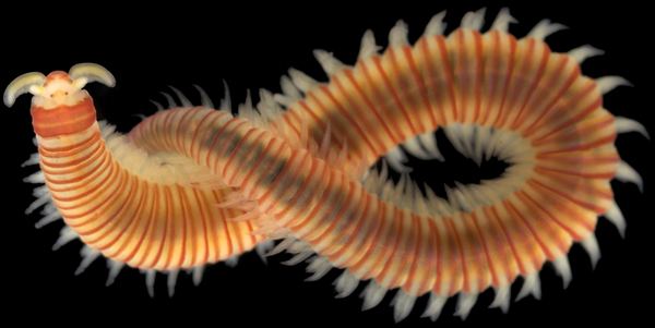 Polychaete Polychaete diversity in the Norwegian Sea The Invertebrate Collections