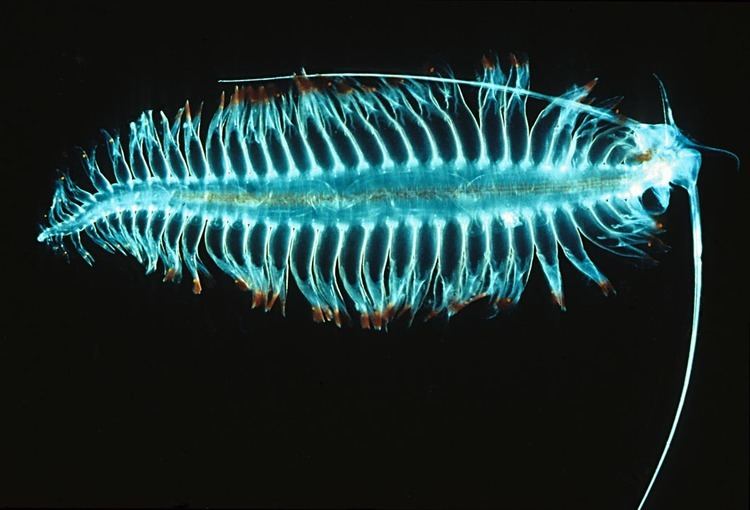 Polychaete The Echinoblog Five Things you Probably Didn39t Know about