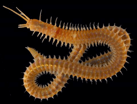 Polychaete Mapping of polychaete worms in coastal areas of the Skagerrak