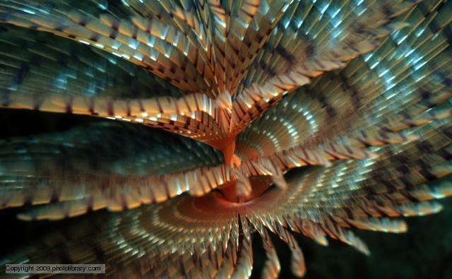 Polychaete BBC Nature Polychaete worms videos news and facts