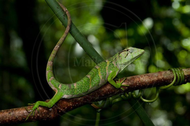 Polychrus CalPhotos Polychrus marmoratus Bush Anole