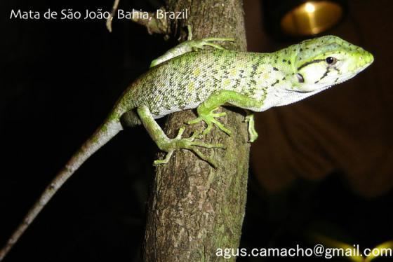 Polychrus Polychrus marmoratus The Reptile Database