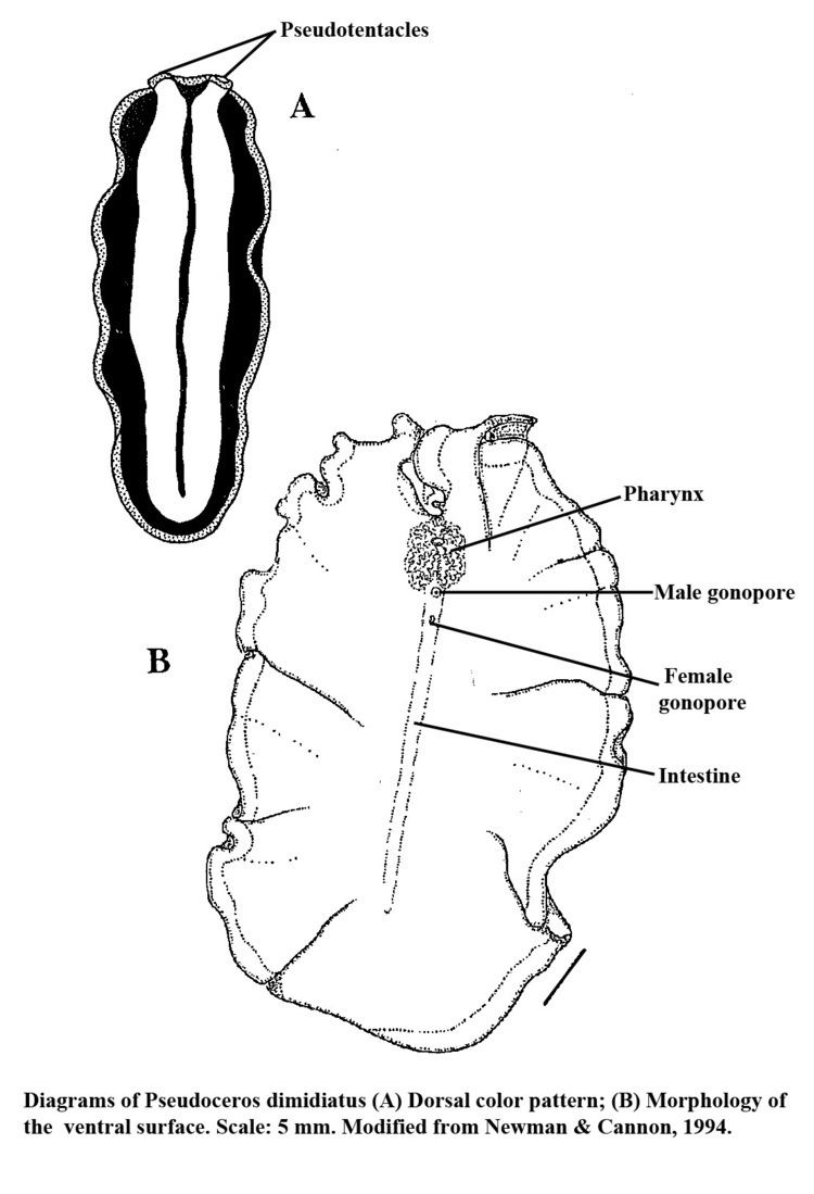 Polycladida Taxonomy Marine Flatworms Polycladida