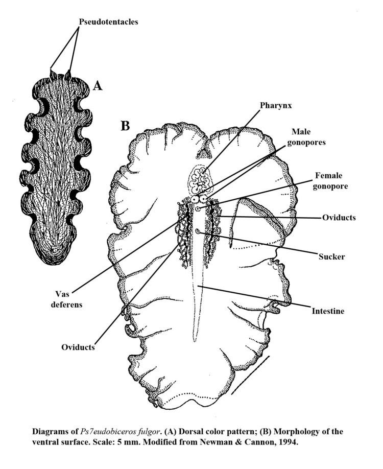 Polycladida Taxonomy Marine Flatworms Polycladida