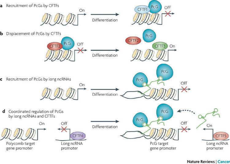 Polycomb-group proteins Figure 3 Polycomb group proteins navigators of lineage pathways