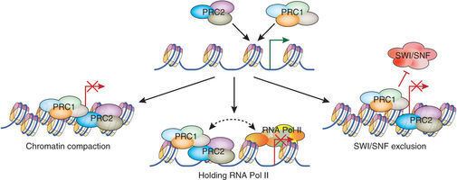 Polycomb-group proteins Transcriptional regulation by Polycomb group proteins Nature