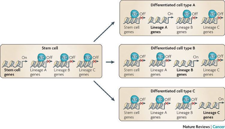 Polycomb-group proteins Figure 2 Polycomb group proteins navigators of lineage pathways