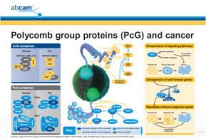 Polycomb-group proteins group proteins PcG and cancer
