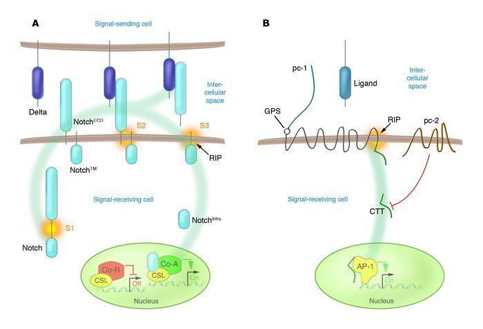 Polycystin 1 JCI RIPed and ready to dance new mechanisms for polycystin1