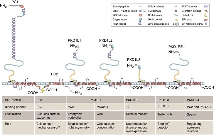 Polycystin 1 Structure and functions of polycystin1 PC1 and related