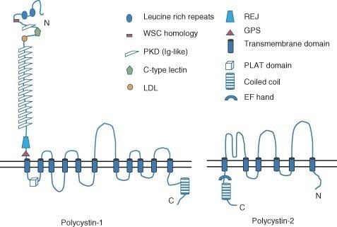 Polycystin 1 Structure of polycystins Polycystin1 PC1 has a large Figure