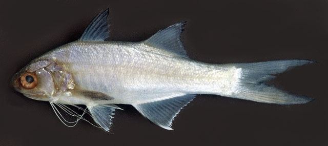 Polydactylus Fish Identification