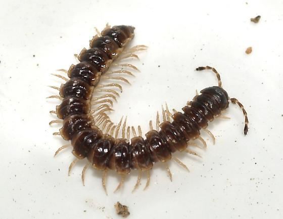 Polydesmida Polydesmida Flatbacked Millipedes Oxidus gracilis BugGuideNet