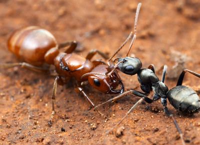 Polyergus breviceps Slaver Ontogeny