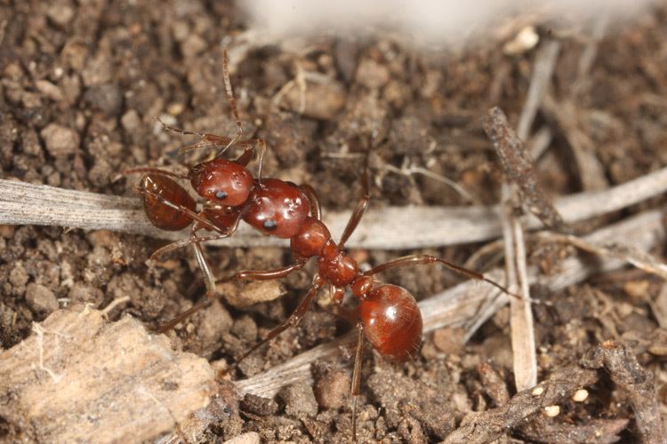 Polyergus breviceps Polyergus breviceps