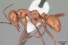 Polyergus lucidus httpsuploadwikimediaorgwikipediacommonsthu