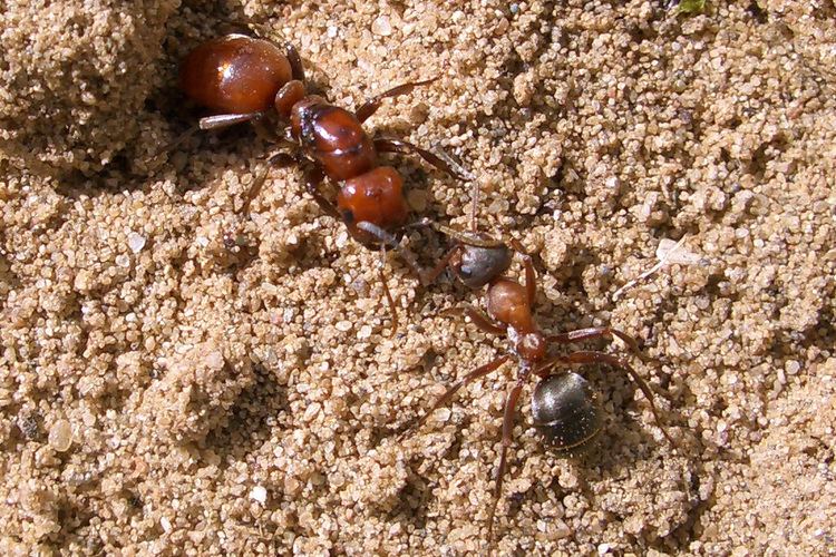 Polyergus rufescens Ants Kalytta Polyergus rufescens