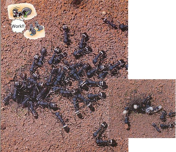 Polyergus samurai Worker ants that never work