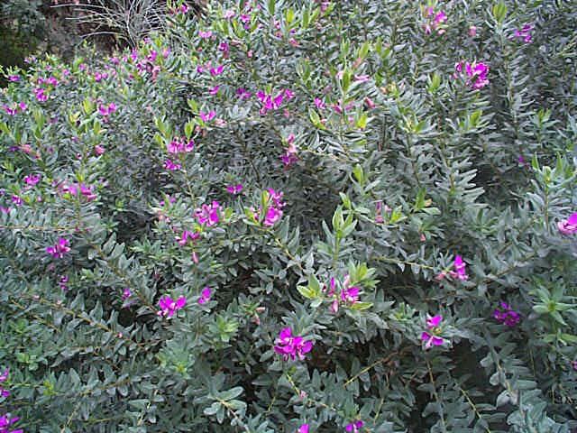 Polygala PolygalaFor the will drive and focus to achieve ambitions Lion