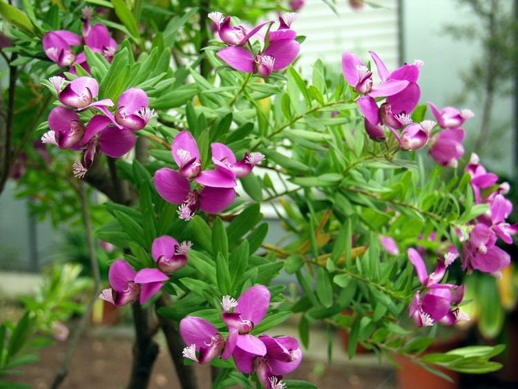 Polygala Polygala myrtifolia Plantinfo EVERYTHING and ANYTHING about