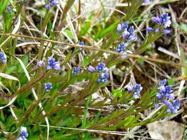 Polygala amarella Polygala Amarella Dwarf Milkwort Medicinal Uses Your Health Remedy