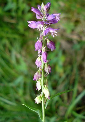 Polygala amarella SumpfKreuzblume Wikipedia