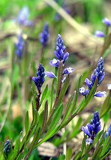 Polygala amarella httpsuploadwikimediaorgwikipediacommonsthu