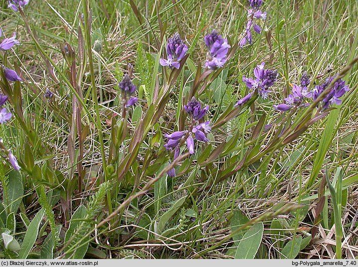 Polygala amarella amarella krzyownica gorzkawa